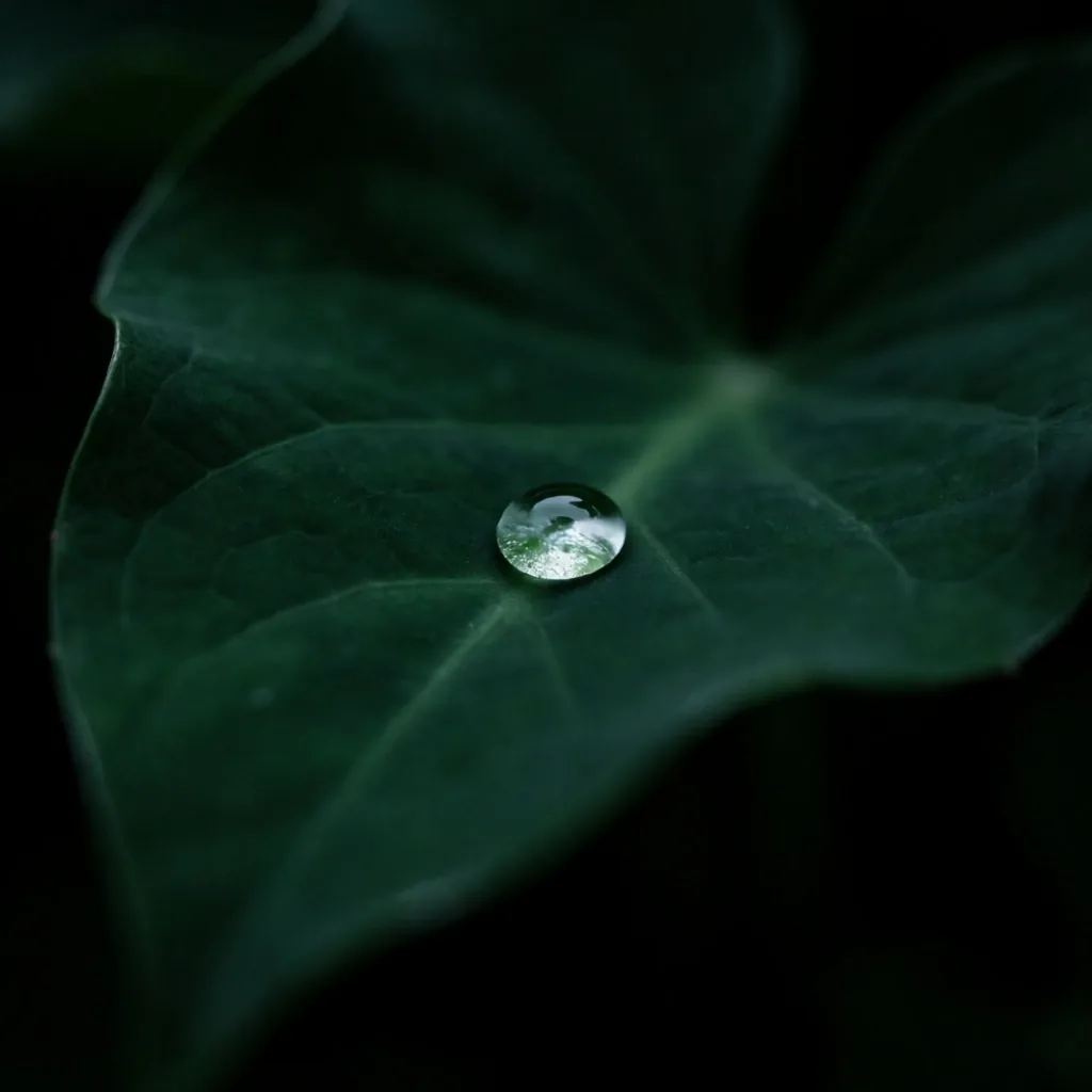 Dark green leaf surface with a water droplet in low light